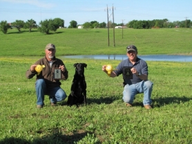 rocco-akc-master-hunter-title-and-qualified-all-age