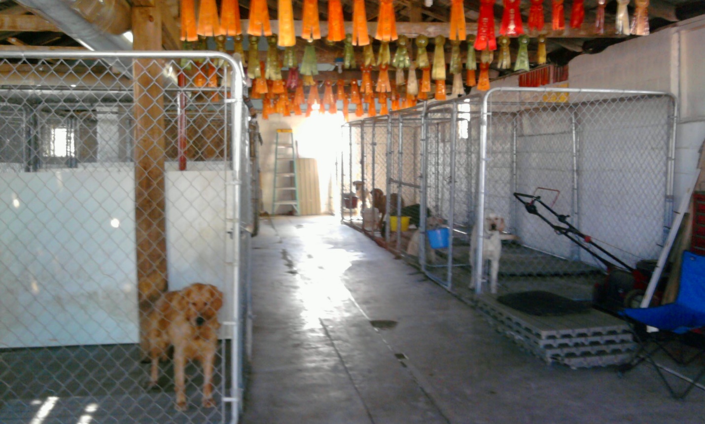 oneononekennel ⋆ Colorado Gun Dogs