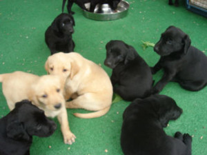 puppies-in-kennel